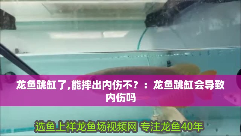 龍魚跳缸了,能摔出內傷不？：龍魚跳缸會導致內傷嗎