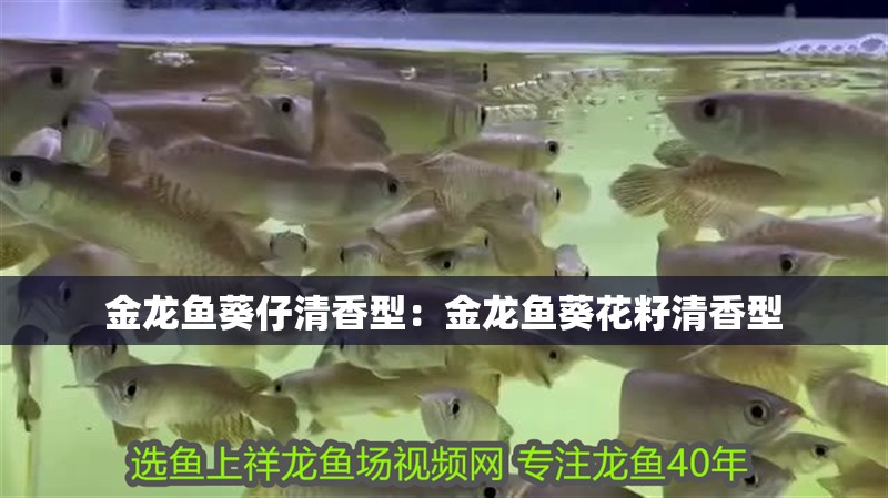 紅龍魚用黃燈烤有用嗎 金龍魚葵仔清香型:金龍魚葵花籽清香型 龍魚百科 金龍魚葵仔清香型:金龍魚葵花籽清香型 金龍魚葵仔清香型:金龍魚葵花籽清香型 龍魚百科