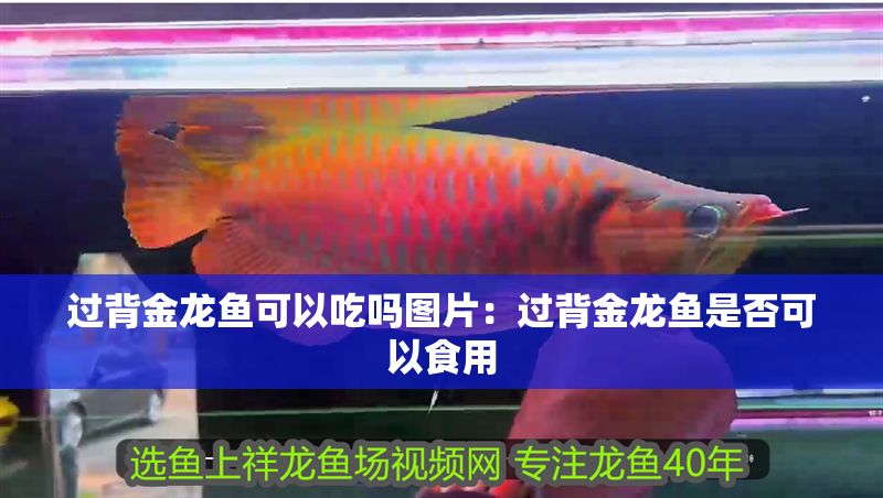過背金龍魚可以吃嗎圖片：過背金龍魚是否可以食用
