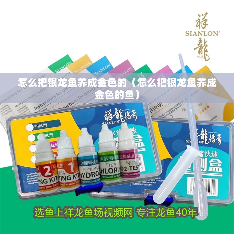 怎么把銀龍魚養(yǎng)成金色的（怎么把銀龍魚養(yǎng)成金色的魚）