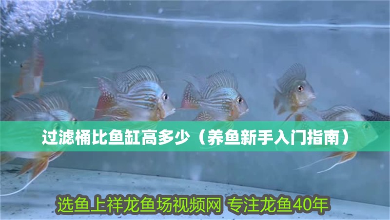 過濾桶比魚缸高多少（養(yǎng)魚新手入門指南）
