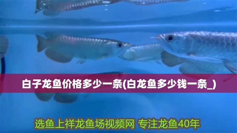 白子龍魚價格多少一條(白龍魚多少錢一條_)