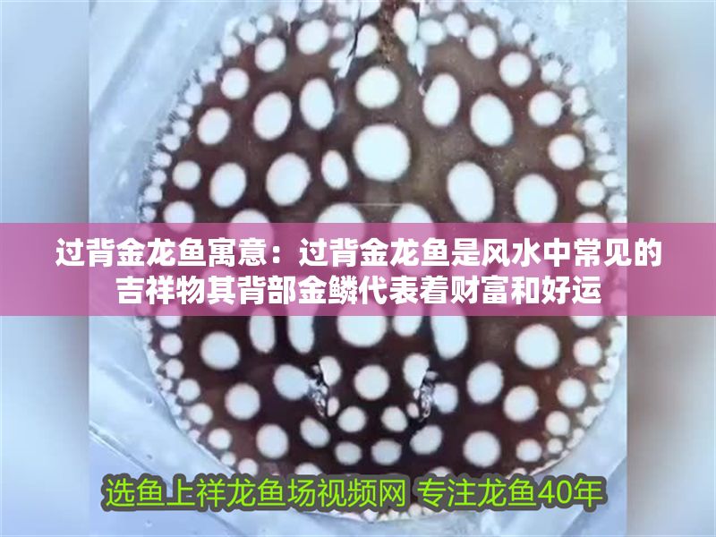 過背金龍魚寓意：過背金龍魚是風水中常見的吉祥物其背部金鱗代表著財富和好運