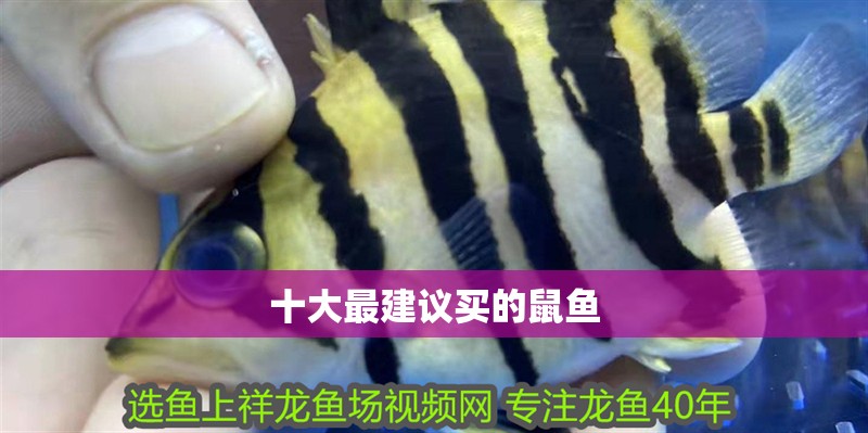 十大最建議買的鼠魚