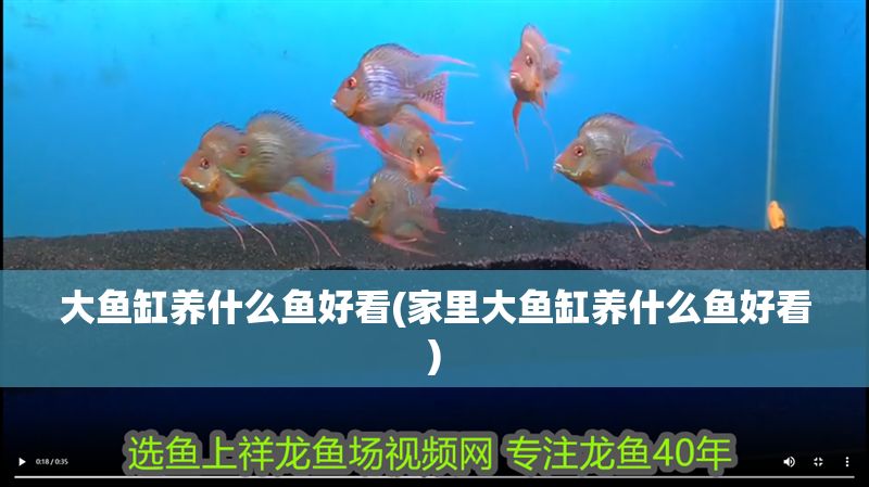 大魚缸養什么魚好看(家里大魚缸養什么魚好看) 大魚缸養什么魚好看(家里大魚缸養什么魚好看) 錦鯉魚百科 第1張