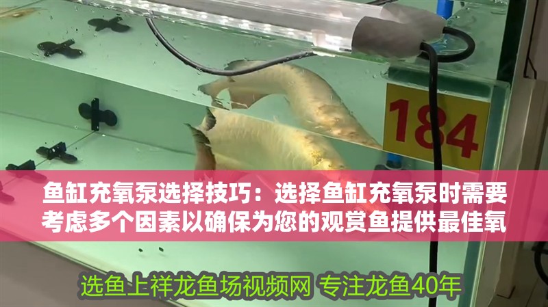 魚缸充氧泵選擇技巧：選擇魚缸充氧泵時需要考慮多個因素以確保為您的觀賞魚提供最佳氧氣供應