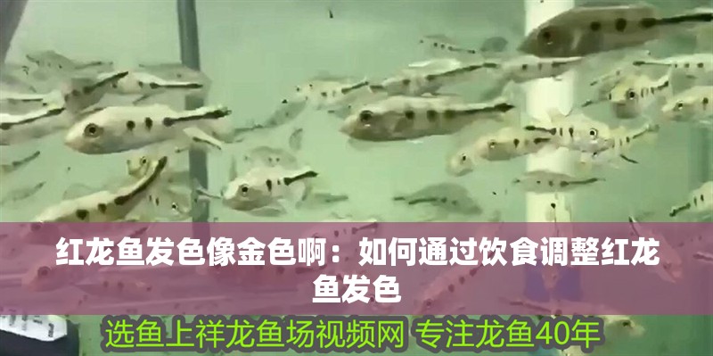 魚缸造景先放沙還是先放水(魚缸造景先鋪沙還是先放石頭) 紅龍魚發(fā)色像金色啊:如何通過飲食調(diào)整紅龍魚發(fā)色 龍魚百科 紅龍魚發(fā)色像金色啊:如何通過飲食調(diào)整紅龍魚發(fā)色 紅龍魚發(fā)色像金色啊:如何通過飲食調(diào)整紅龍魚發(fā)色 龍魚百科