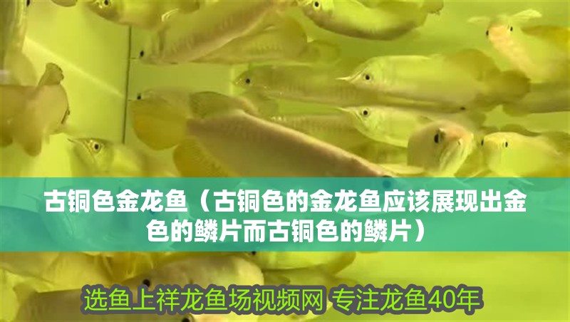 古銅色金龍魚（古銅色的金龍魚應該展現出金色的鱗片而古銅色的鱗片）