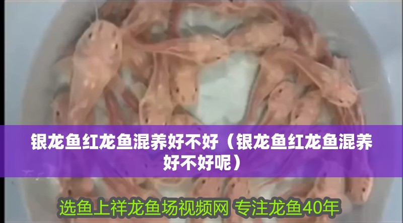 銀龍魚紅龍魚混養好不好（銀龍魚紅龍魚混養好不好呢） 銀龍魚紅龍魚混養好不好（銀龍魚紅龍魚混養好不好呢） 銀龍魚百科