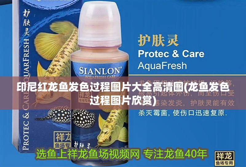 印尼紅龍魚發色過程圖片大全高清圖(龍魚發色過程圖片欣賞) 印尼紅龍魚發色過程圖片大全高清圖(龍魚發色過程圖片欣賞) 紅龍魚百科 第1張