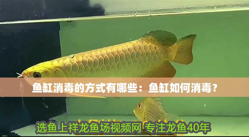 魚缸消毒的方式有哪些：魚缸如何消毒？