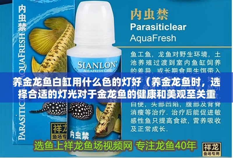 養金龍魚白缸用什么色的燈好（養金龍魚時，選擇合適的燈光對于金龍魚的健康和美觀至關重要）