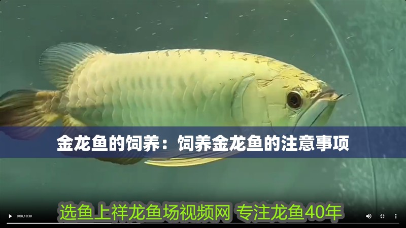 金龍魚的飼養：飼養金龍魚的注意事項