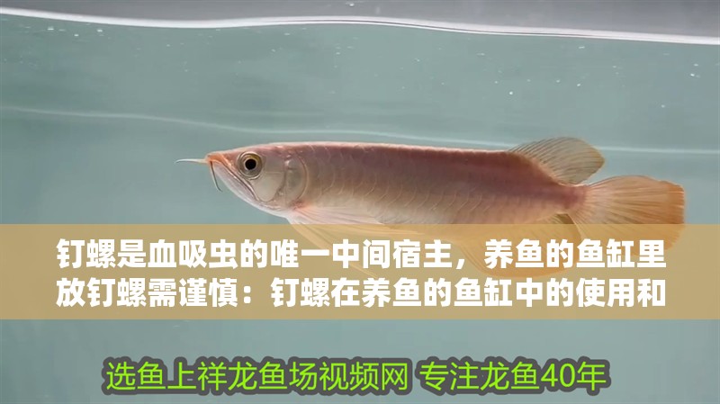 釘螺是血吸蟲的唯一中間宿主，養魚的魚缸里放釘螺需謹慎：釘螺在養魚的魚缸中的使用和意義