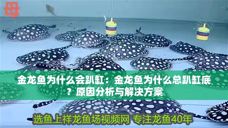 金龍魚為什么會趴缸：金龍魚為什么總趴缸底？原因分析與解決方案