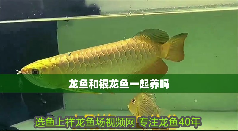 龍魚和銀龍魚一起養嗎