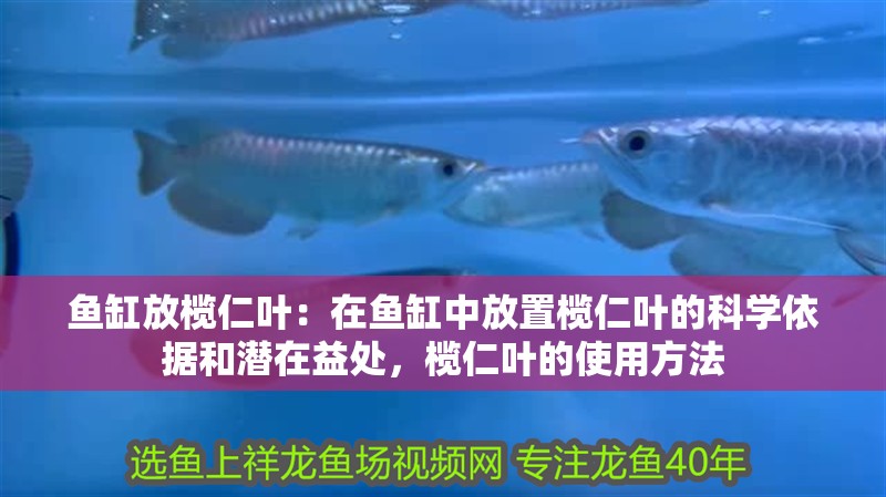 魚缸用增氧泵價格是多少:魚缸增氧機-xtrac增氧機-xtrac增氧機 魚缸放欖仁葉:在魚缸中放置欖仁葉的科學依據和潛在益處,欖仁葉的使用方法 魚缸百科 魚缸放欖仁葉:在魚缸中放置欖仁葉的科學依據和潛在益處,欖仁葉的使用方法 魚缸放欖仁葉:在魚缸中放置欖仁葉的科學依據和潛在益處,欖仁葉的使用方法 魚缸百科