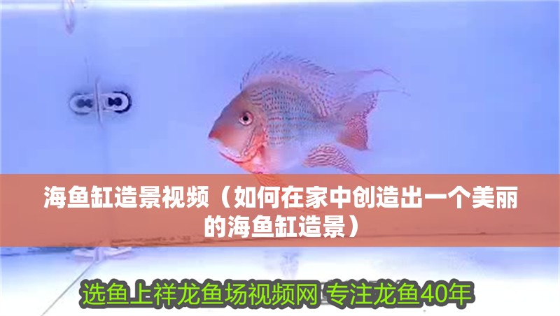 海魚缸造景視頻（如何在家中創造出一個美麗的海魚缸造景）