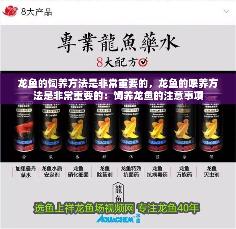 龍魚的飼養方法是非常重要的，龍魚的喂養方法是非常重要的：飼養龍魚的注意事項
