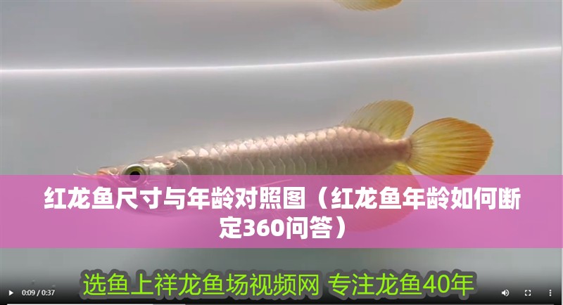 紅龍魚尺寸與年齡對照圖（紅龍魚年齡如何斷定360問答）