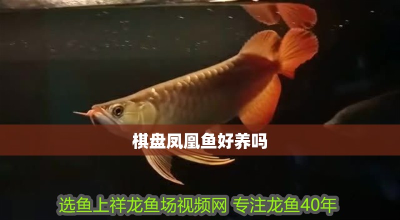 棋盤鳳凰魚好養(yǎng)嗎 棋盤鳳凰魚好養(yǎng)嗎 龍魚論壇