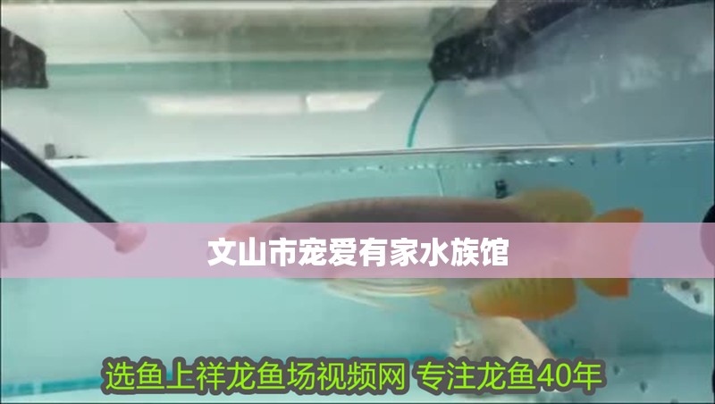文山市寵愛(ài)有家水族館