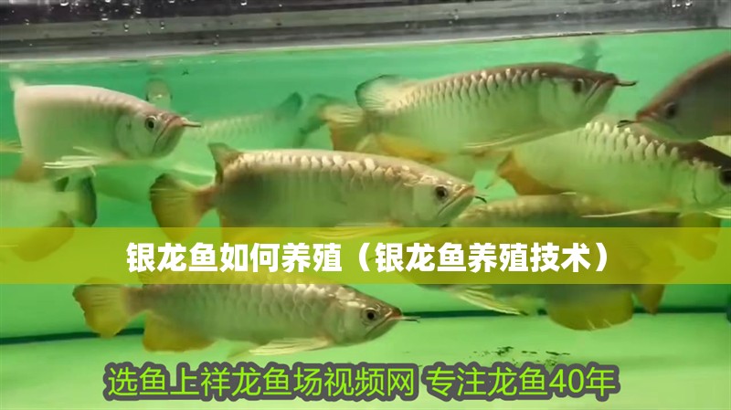 銀龍魚如何養(yǎng)殖（銀龍魚養(yǎng)殖技術(shù)）