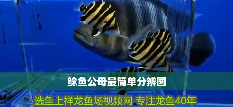 鯰魚公母最簡單分辨圖