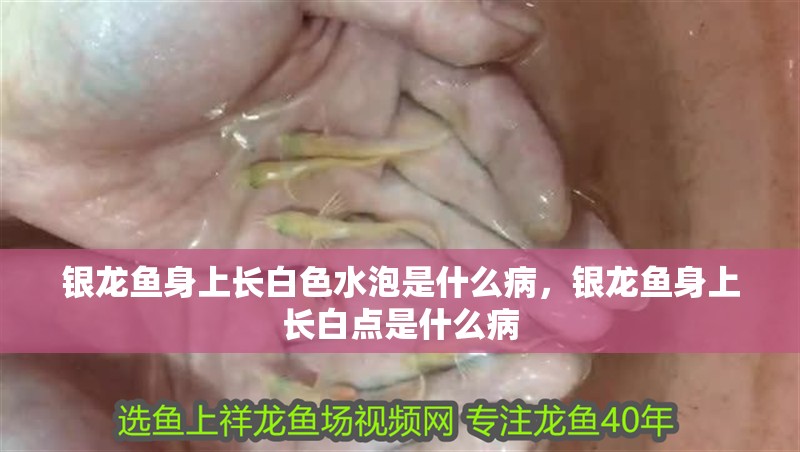 銀龍魚身上長白色水泡是什么病，銀龍魚身上長白點是什么病