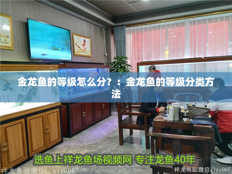 金龍魚的等級怎么分？：金龍魚的等級分類方法