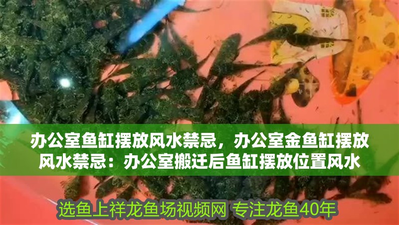 辦公室魚缸擺放風水禁忌，辦公室金魚缸擺放風水禁忌：辦公室搬遷后魚缸擺放位置風水