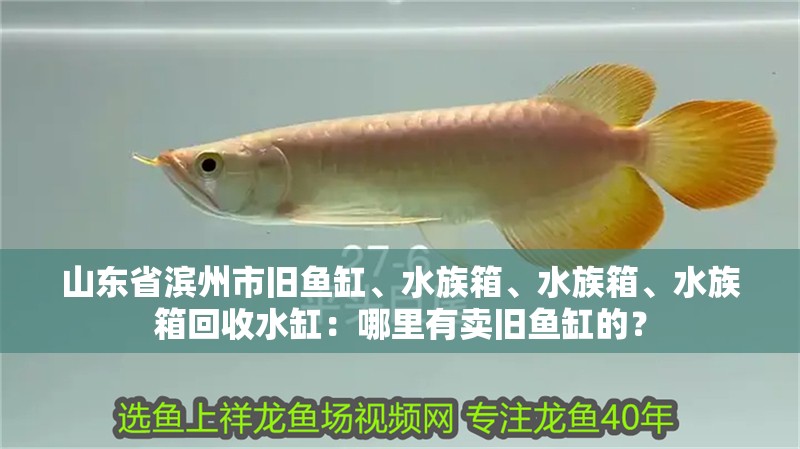 山東省濱州市舊魚缸、水族箱、水族箱、水族箱回收水缸：哪里有賣舊魚缸的？