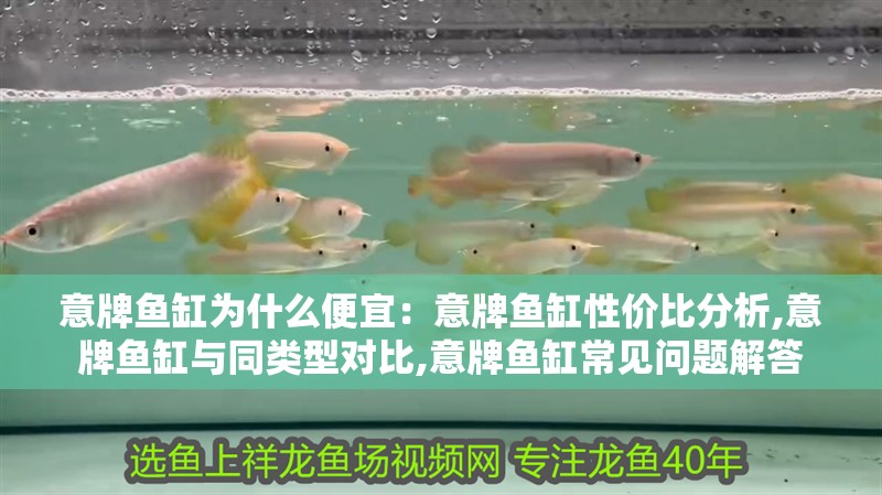 意牌魚缸為什么便宜：意牌魚缸性價比分析,意牌魚缸與同類型對比,意牌魚缸常見問題解答