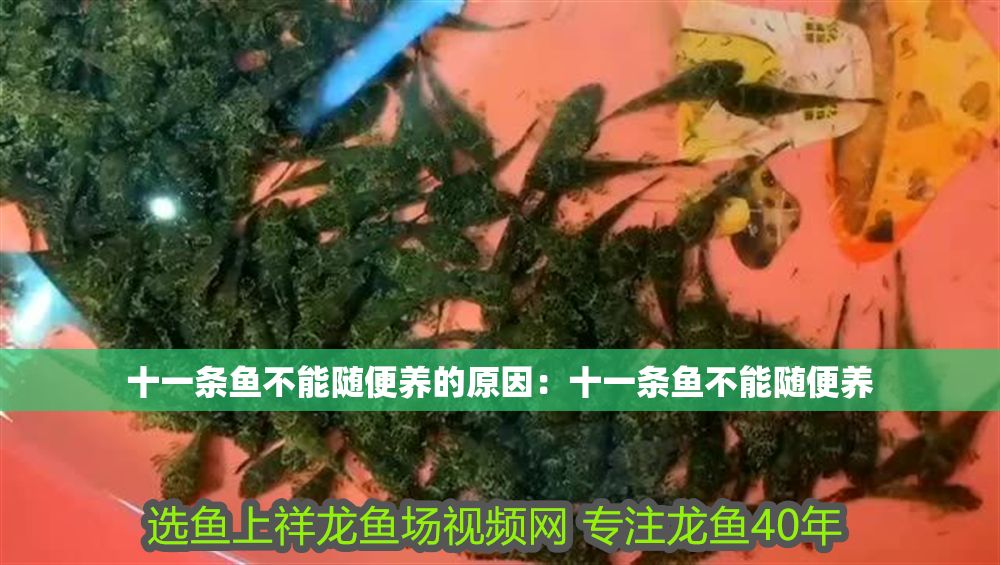 十一條魚不能隨便養的原因：十一條魚不能隨便養