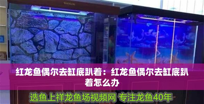 紅龍魚偶爾去缸底趴著：紅龍魚偶爾去缸底趴著怎么辦