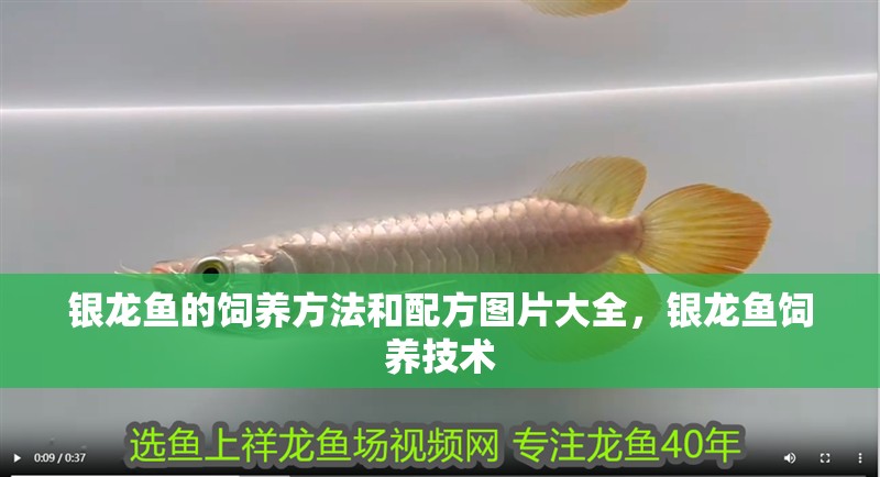 銀龍魚的飼養方法和配方圖片大全，銀龍魚飼養技術