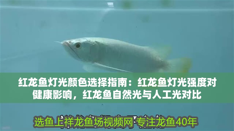 紅龍魚燈光顏色選擇指南：紅龍魚燈光強度對健康影響，紅龍魚自然光與人工光對比