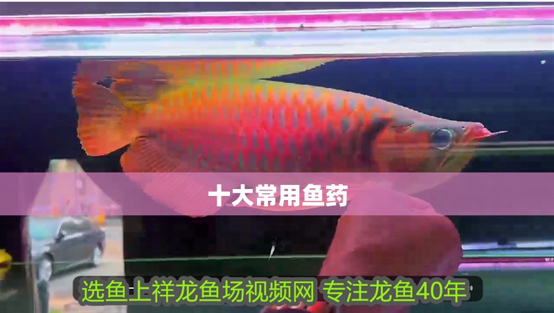 十大常用魚藥