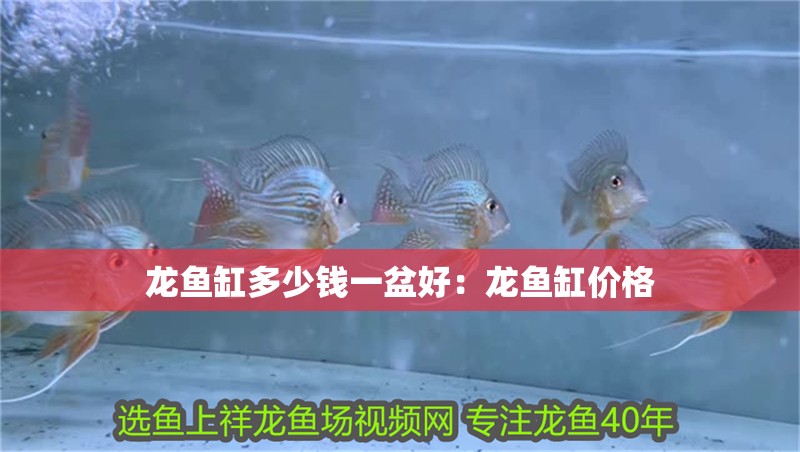 龍魚缸多少錢一盆好：龍魚缸價格