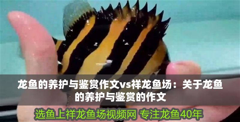 龍魚的養護與鑒賞作文vs祥龍魚場：關于龍魚的養護與鑒賞的作文