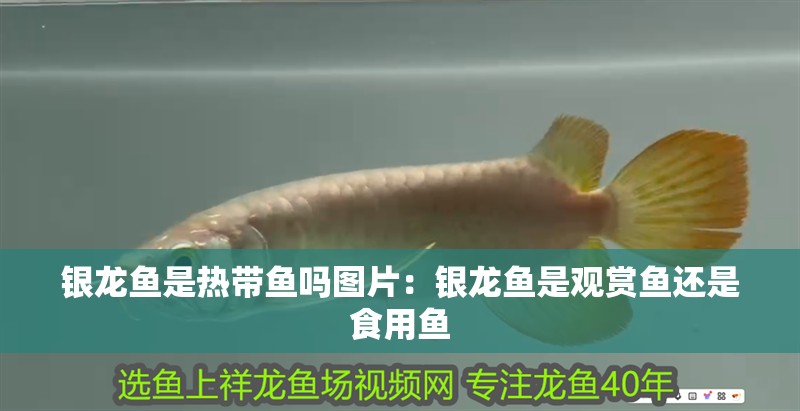 銀龍魚是熱帶魚嗎圖片：銀龍魚是觀賞魚還是食用魚 銀龍魚是熱帶魚嗎圖片：銀龍魚是觀賞魚還是食用魚 銀龍魚百科