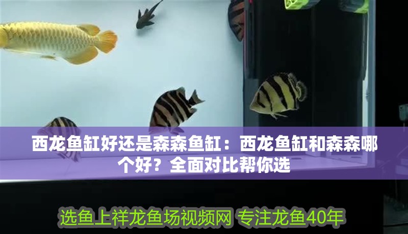 西龍魚缸好還是森森魚缸：西龍魚缸和森森哪個好？全面對比幫你選