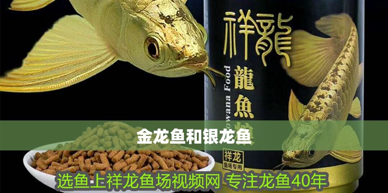 金龍魚和銀龍魚