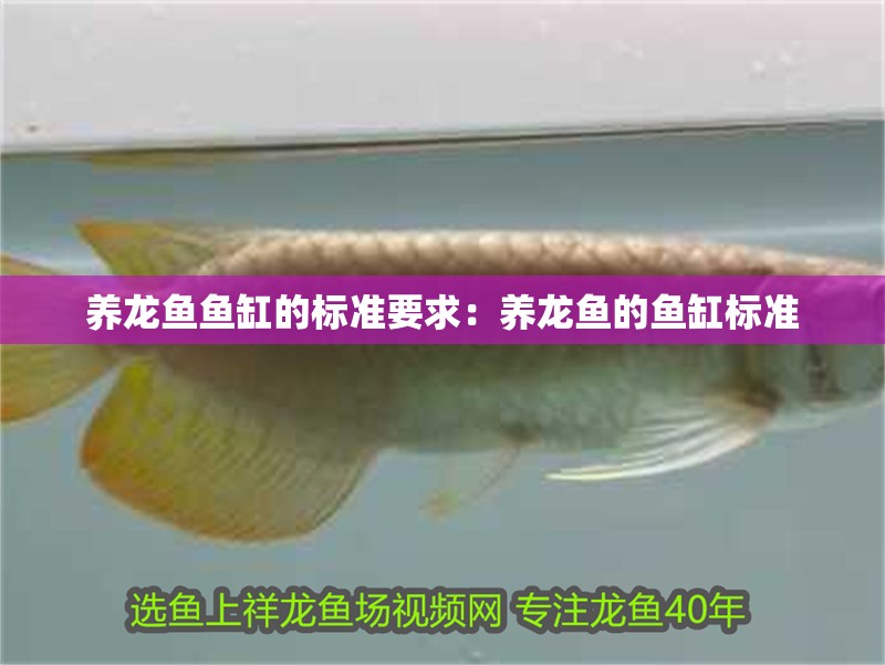 養龍魚魚缸的標準要求：養龍魚的魚缸標準
