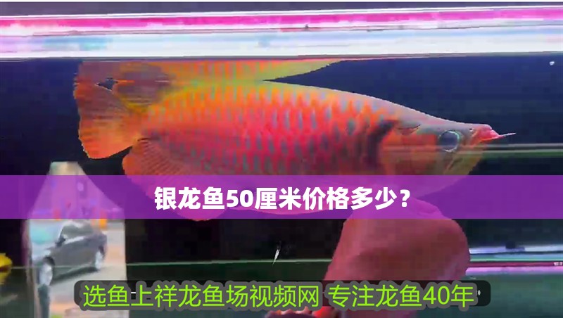 銀龍魚50厘米價格多少？