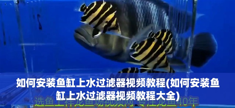 如何安裝魚缸上水過濾器視頻教程(如何安裝魚缸上水過濾器視頻教程大全)