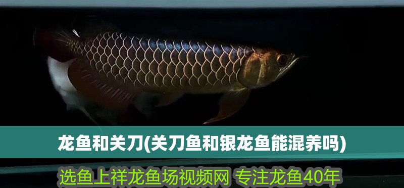 龍魚和關刀(關刀魚和銀龍魚能混養嗎) 龍魚和關刀(關刀魚和銀龍魚能混養嗎) 銀龍魚百科