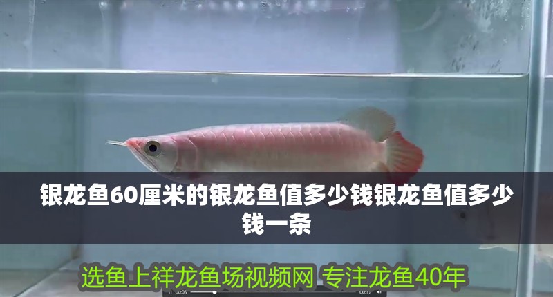銀龍魚60厘米的銀龍魚值多少錢銀龍魚值多少錢一條