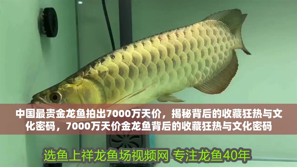 中國最貴金龍魚拍出7000萬天價，揭秘背后的收藏狂熱與文化密碼，7000萬天價金龍魚背后的收藏狂熱與文化密碼 中國最貴金龍魚拍出7000萬天價，揭秘背后的收藏狂熱與文化密碼，7000萬天價金龍魚背后的收藏狂熱與文化密碼 龍魚百科 第1張