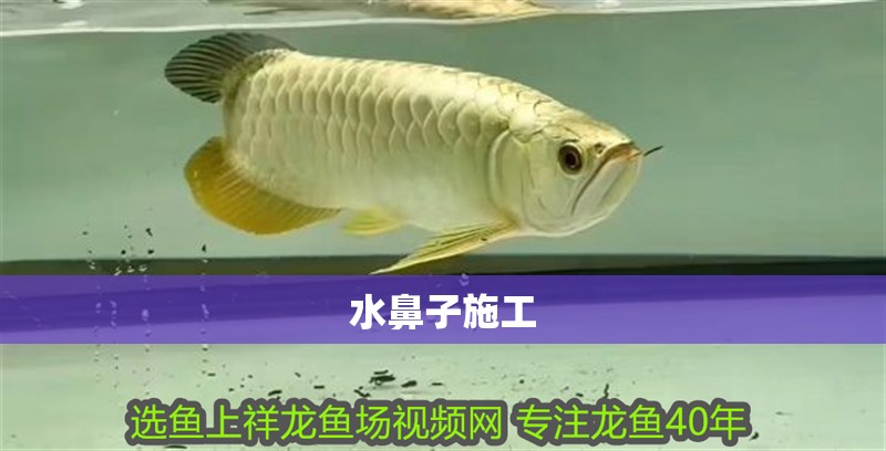 鸚鵡魚和銀龍魚混養怎樣喂食 水鼻子施工 龍魚論壇 水鼻子施工 水鼻子施工 龍魚論壇
